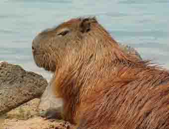 Capybara