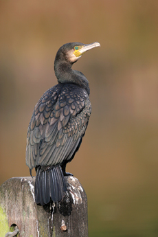 Cormorant  Fraser Simpson