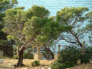 Formentor Pines
