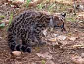 Margay (kitten)