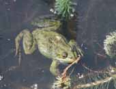 Marsh Frog