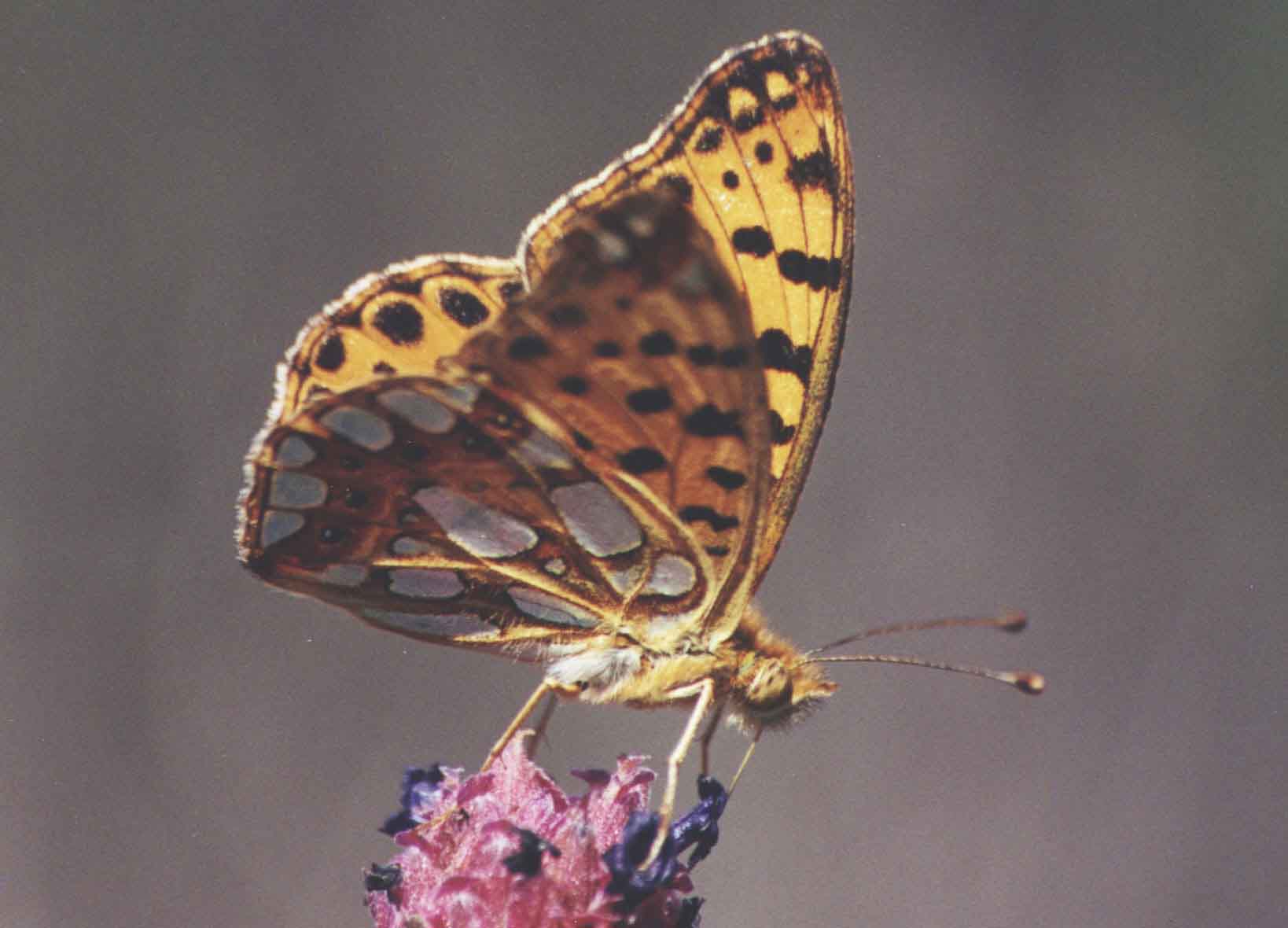 Queen of Spain Fritillary, Valle de Jerte, Spain, 2001.