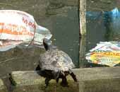 Red-eared Terrapin