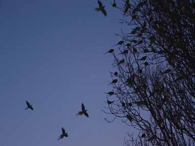 Ring-necked Parakeets (Psittacula krameri)