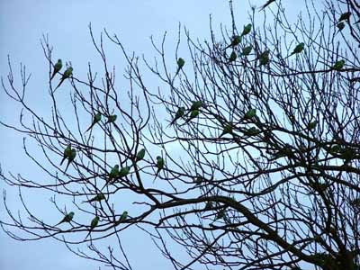 Ring-necked Parakeets (Psittacula krameri)