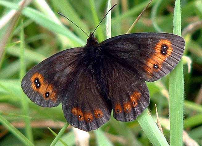 Scotch Argus, Chague, Ayrshire, 2002.