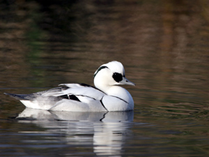 Smew (Mergellus albellus)