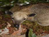 Southern Tamandua 