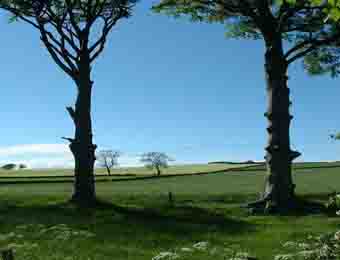 Warwickhill Beech Trees