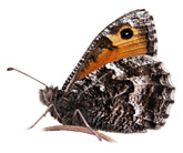 Ayrshire Bird Report 2005 (Grayling from rear cover)
