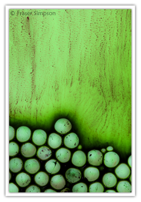 Accumulation  2010 Fraser Simpson