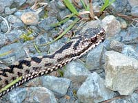 Adder