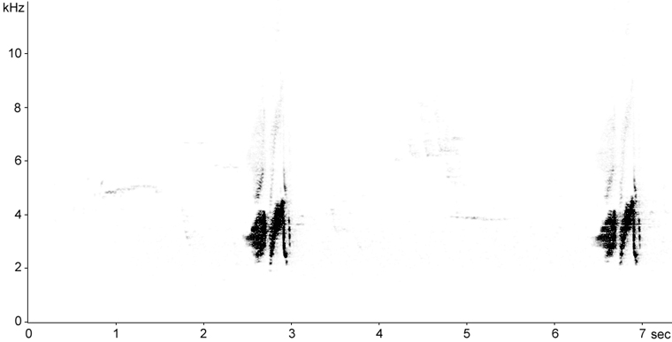 Sonogram of Alder Flycatcher song