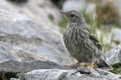 Alpine Accentor (juv), Mount Olympus � 2005  F. S. Simpson