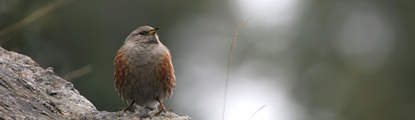 Alpine Accentor ©2005 Fraser Simpson