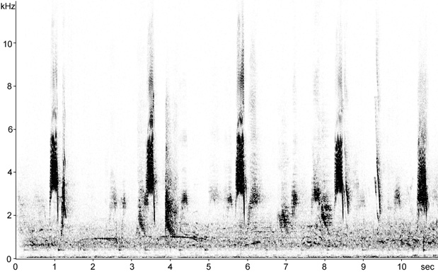 Sonogram of Alpine Chough calls