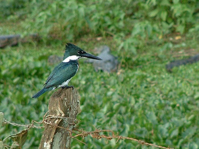 Amazon Kingfisher