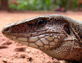 Amazon Racerunner