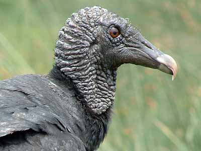 American Black Vulture