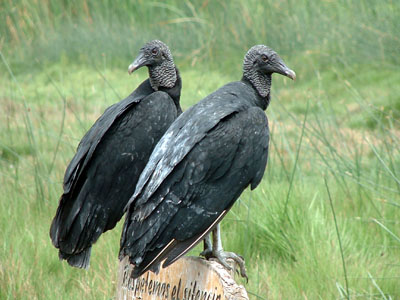 American Black Vulture