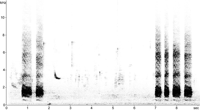 Sonogram of American Crow calls