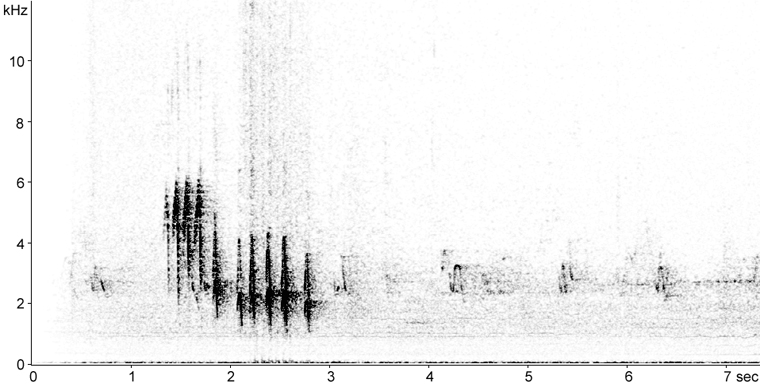 Sonogram of American Robin calls