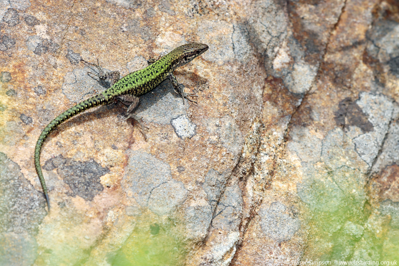 Andalucian Wall Lizard (Podarcis vaucheri), Valle de Oj�n, Andaluc�a, Spain, April 2025 � Fraser Simpson