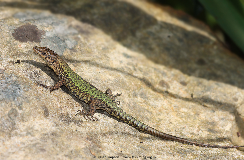 Andalucian Wall Lizard (Podarcis vaucheri), Valle de Oj�n, Andaluc�a, Spain, April 2025 � Fraser Simpson