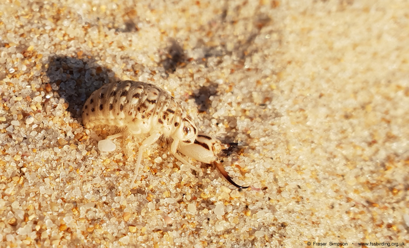 Antlion (Synclisis baetica), Zahara de los Atunes  Fraser Simpson