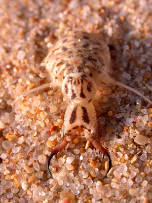 Ant-lion (larva)  2007 Fraser Simpson