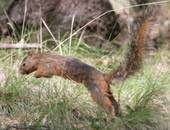 Apache Fox Squirrel