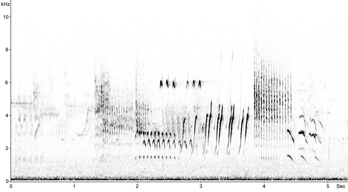 Sonogram of Aquatic Warbler, Acrocephalus paludicola  2009 Fraser Simpson