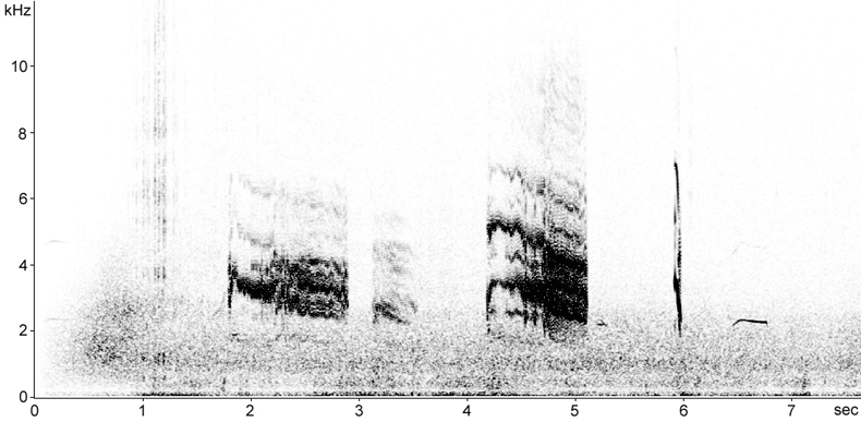 Sonogram of Arctic Tern calls