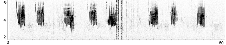 Sonogram of Eastern Bonelli's Warbler song