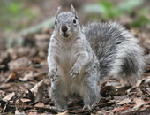 Arizona Gray Squirrel
