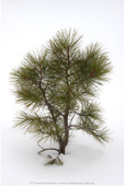 Ponderosa Pine in Snow