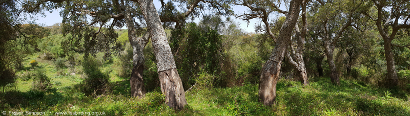 Cork Oaks, Arroyo del Tiradero  Fraser Simpson