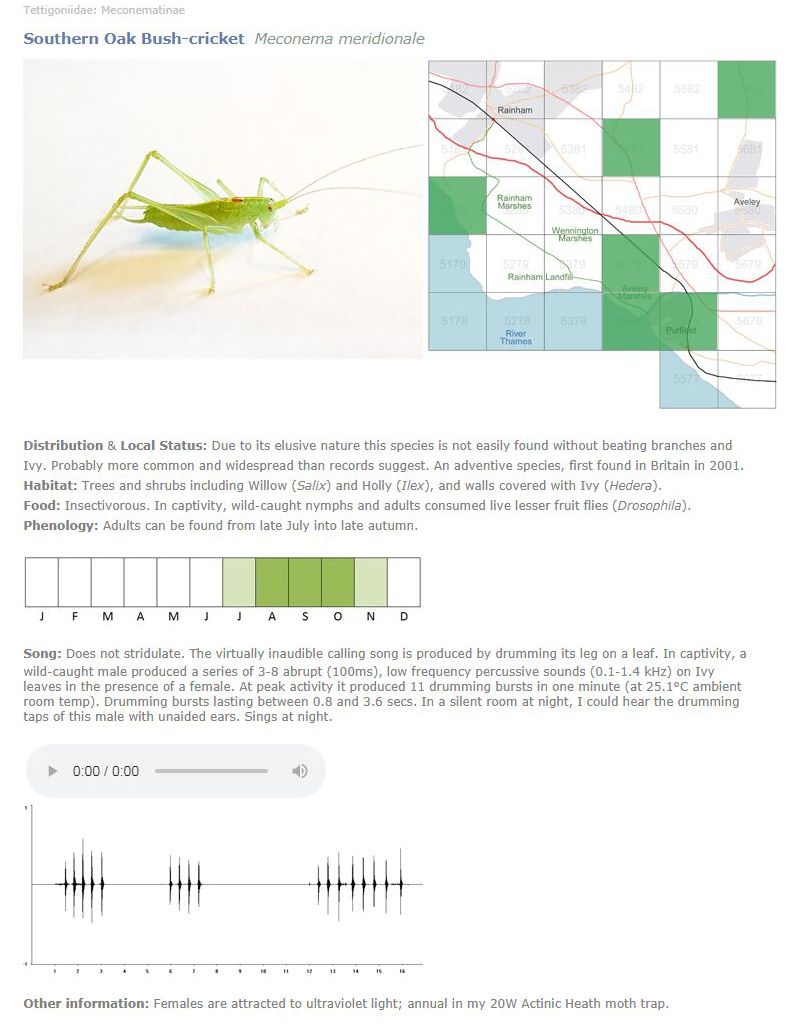 Mini-atlas of the Orthoptera of the Purfleet and Rainham area: Southern Oak Bush-cricket example © Fraser Simpson