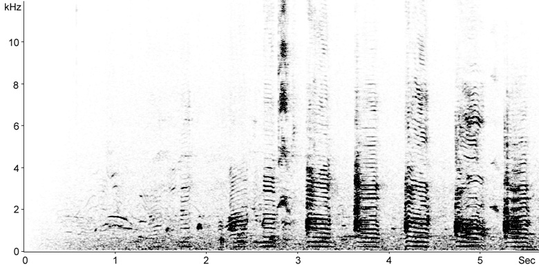 Sonogram of Australian White Ibis calls