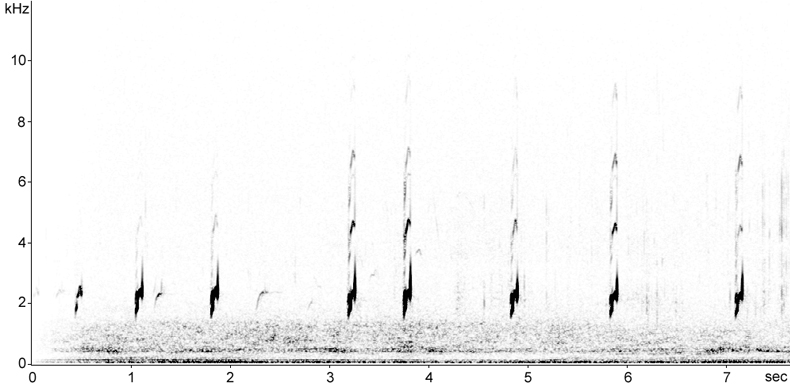 Avocet calls spectrogram  Fraser Simpson