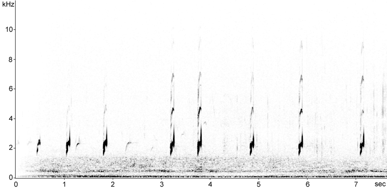 Sonogram of Avocet calls in flight