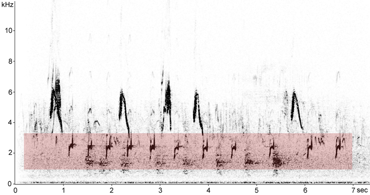 Sonogram of Avocet call