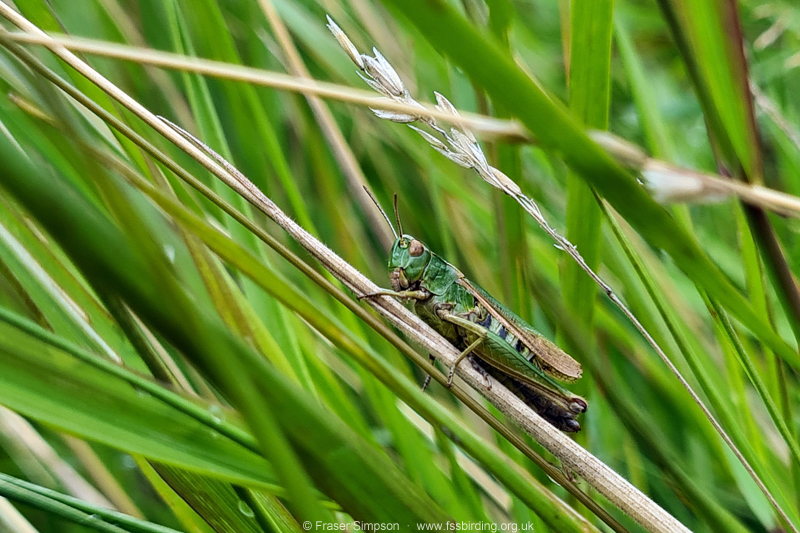Common Green Grasshopper (Omocestus viridulus, Knockentiber � Fraser Simpson