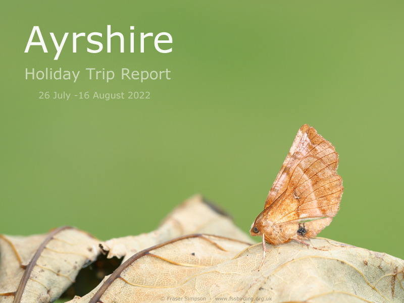 New trip report from Ayrshire 26 July - 16 August 2022  Fraser Simpson