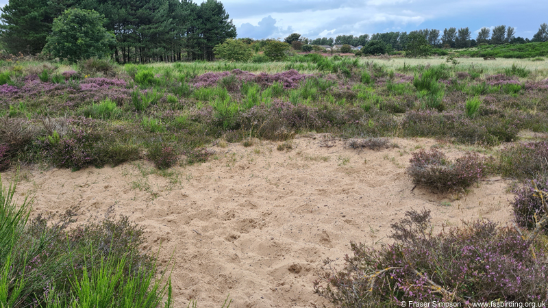 Mottled Grasshopper habitat, Irvine-Kilwinning cycle path, Ayrshire, Scotland  Fraser Simpson