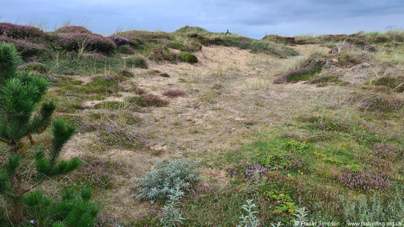 Mottled Grasshopper habitat, Irvine dunes, Ayrshire, Scotland  Fraser Simpson