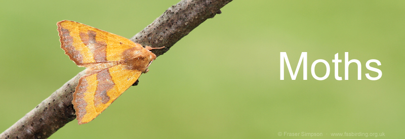 Centre-barred Sallow, Crosshouse, Ayrshire  Fraser Simpson 