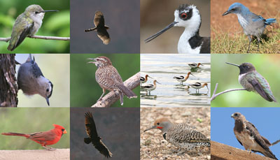Arizona Birds © 2006 Fraser Simpson