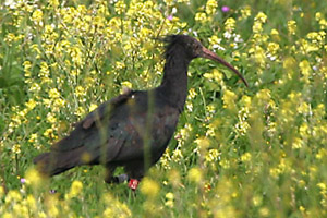 Northern Bald Ibis 2006 Fraser Simpson