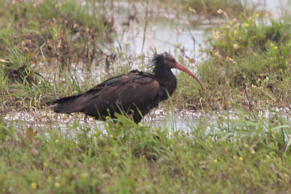 Bald Ibis �2006 Fraser Simpson